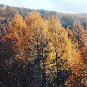 蔵王連峰。の画像