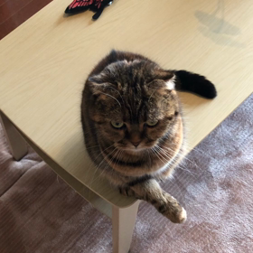 家猫レポートの画像