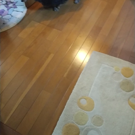 メルって健康優良犬⁉️の画像