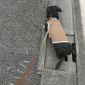 １９歳１１ヶ月になろうという愛犬に翻弄されるの画像