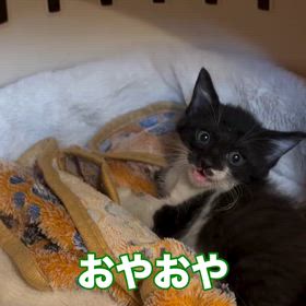 2025/09/27の画像