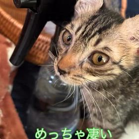 2025/10/08の画像