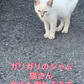 2025/10/21の画像