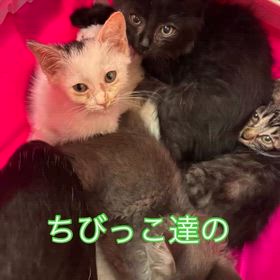 2025/10/09の画像