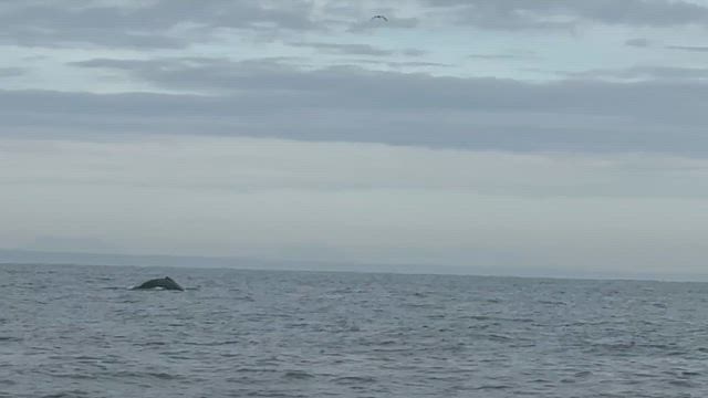 鹿島沖ヒラメ釣りの記事動画