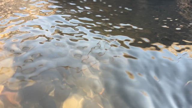 烏山大橋鮎遡上の記事動画