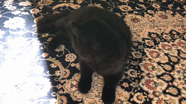 猫100回目投稿の記事動画