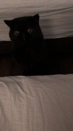 おひとりさま満喫の記事動画
