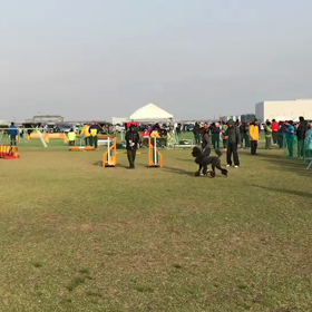 東大阪アジリティ競技会٩( 'ω' )وの画像