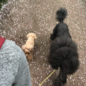 お花見散歩の画像