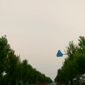 ツツジの並木道の画像