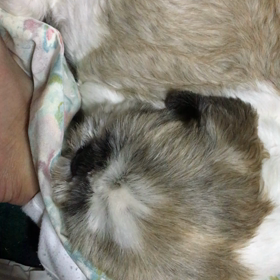 イブ大好き☆の画像