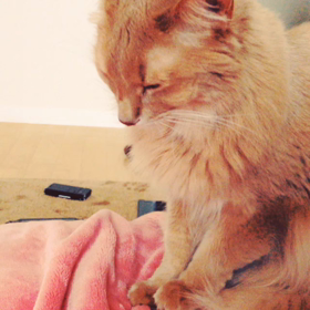 明けましておめでとうございます＼(^o^)／の画像