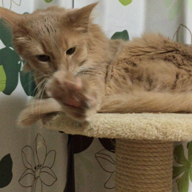猫の日だーの画像