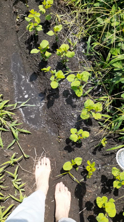 夏の醍醐味！の記事動画