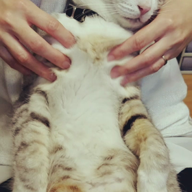 癒しの時間‼‼の画像