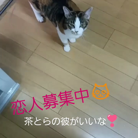 待ってるにゃん☺の画像