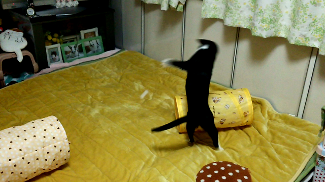 ネロの お正月の記事動画