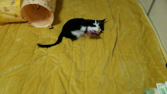 今年もよろしく お願いいたします♥の記事動画