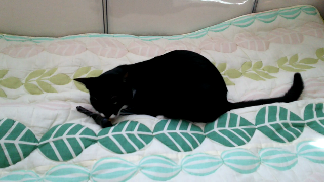 お見合いしてみたわ♥【またたび鳥】の記事動画