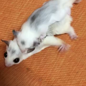 始めてまして。の画像