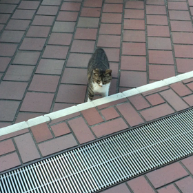 Famous cats  in Nishi-shinjuku  西新宿の人気者の画像