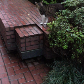 We like to walk with you! 一緒に歩こう！ネコ散歩の画像