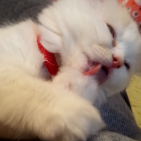 癒し ※動画の画像
