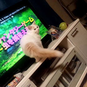 猫が好きな動画の画像