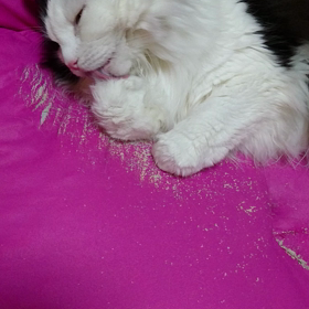 猫の画像