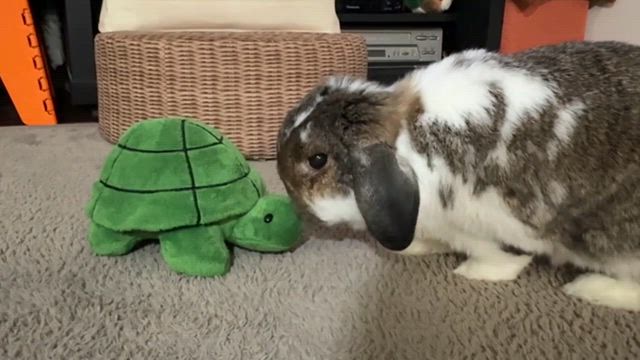 こむたんの食レポ！の記事動画