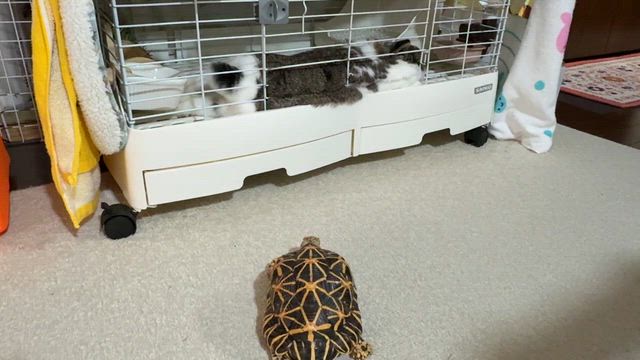 かめ太の部屋んぽの記事動画