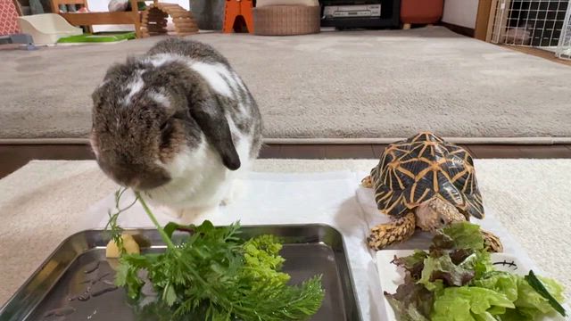 かめ太の部屋んぽの記事動画