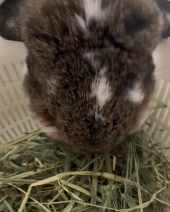 こむたんの食レポ！の記事動画