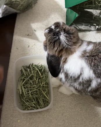 こむたんの食レポ！の記事動画