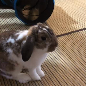 こむたんJUMPの画像