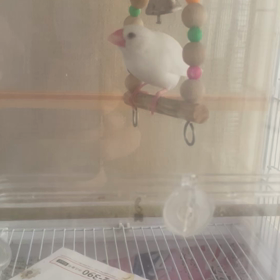 鳥さん回復の画像