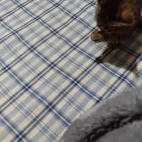 まめの画像