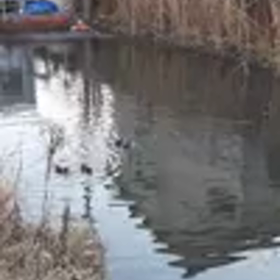 鴨の画像