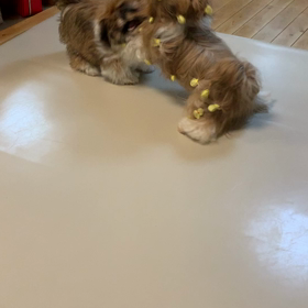 相撲から運動会への画像
