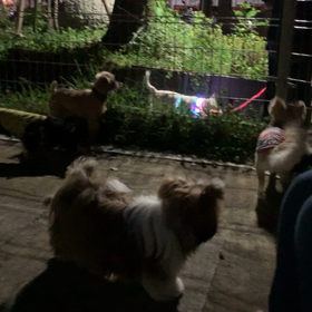 夜の光りものの画像