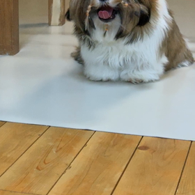 かゆかゆまんぼーの画像