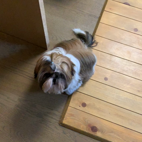 普通のお散歩でいいですか？の画像