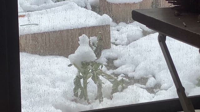 庭にお客さん。の記事動画