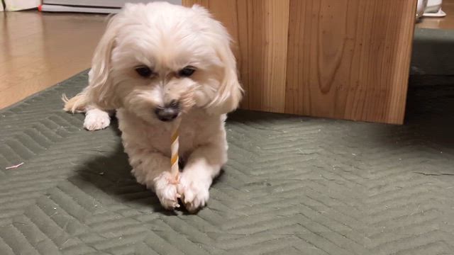 うますぎ。の記事動画