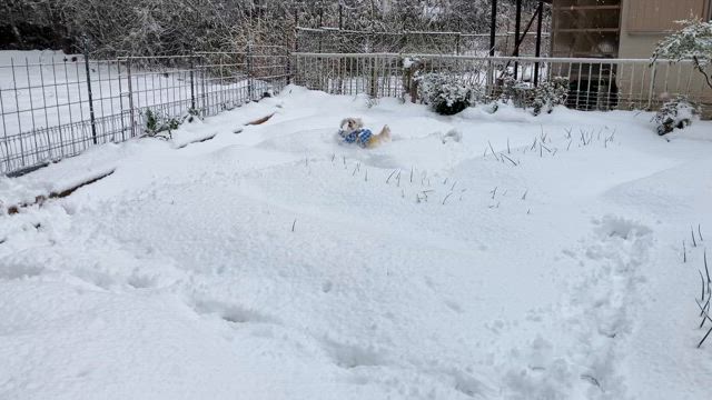 雪だぁ‼️の記事動画