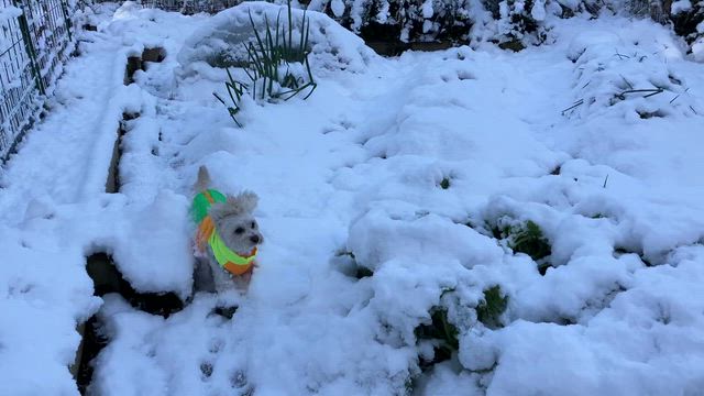 雪だぁ。の記事動画