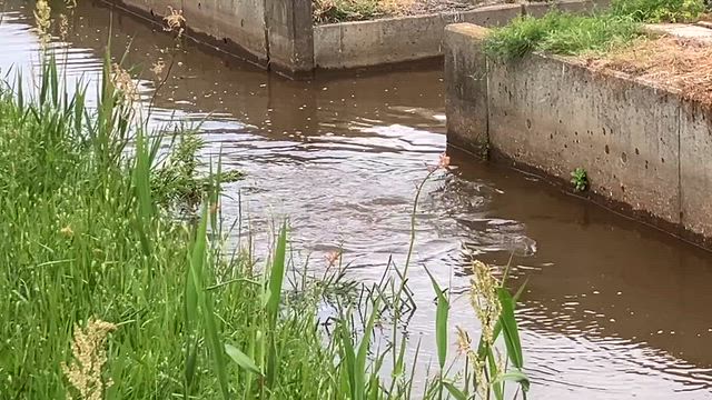 お出かけ散歩5-②の記事動画