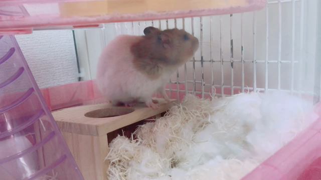 ハムニーのあくびがかわいい怪獣でしたの記事動画