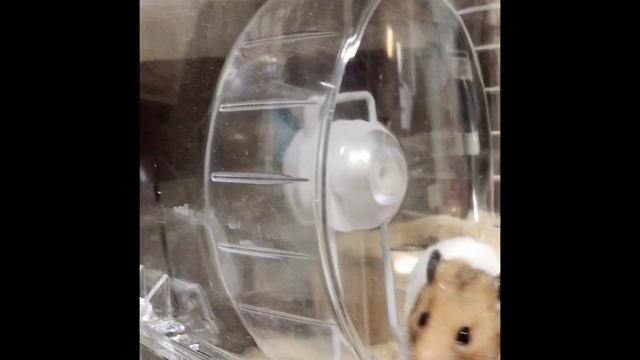 久しぶりの更新です^ ^仲間が増えましたの記事動画